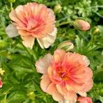 'Eris' Butterfly Ranunculus 1.5gal