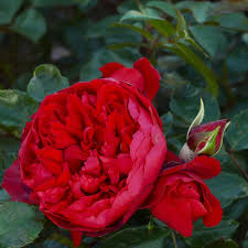 'Florentina' Climbing Rose