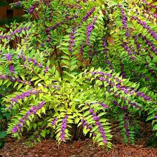 American Beautyberry 3gal
