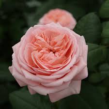 BRAND NEW for 2026 'Martha Stewart' Rose