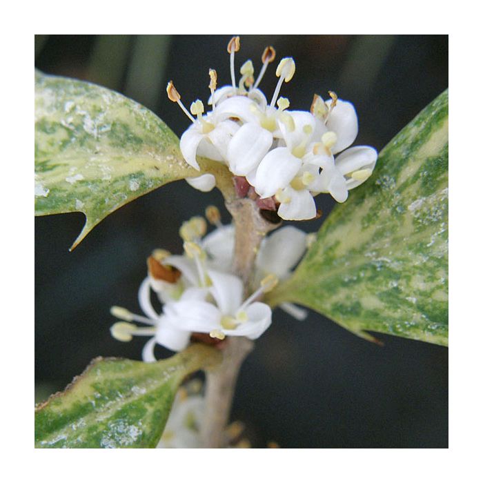 Variegated Fragrant Tea Olive 3gal aka False Holly