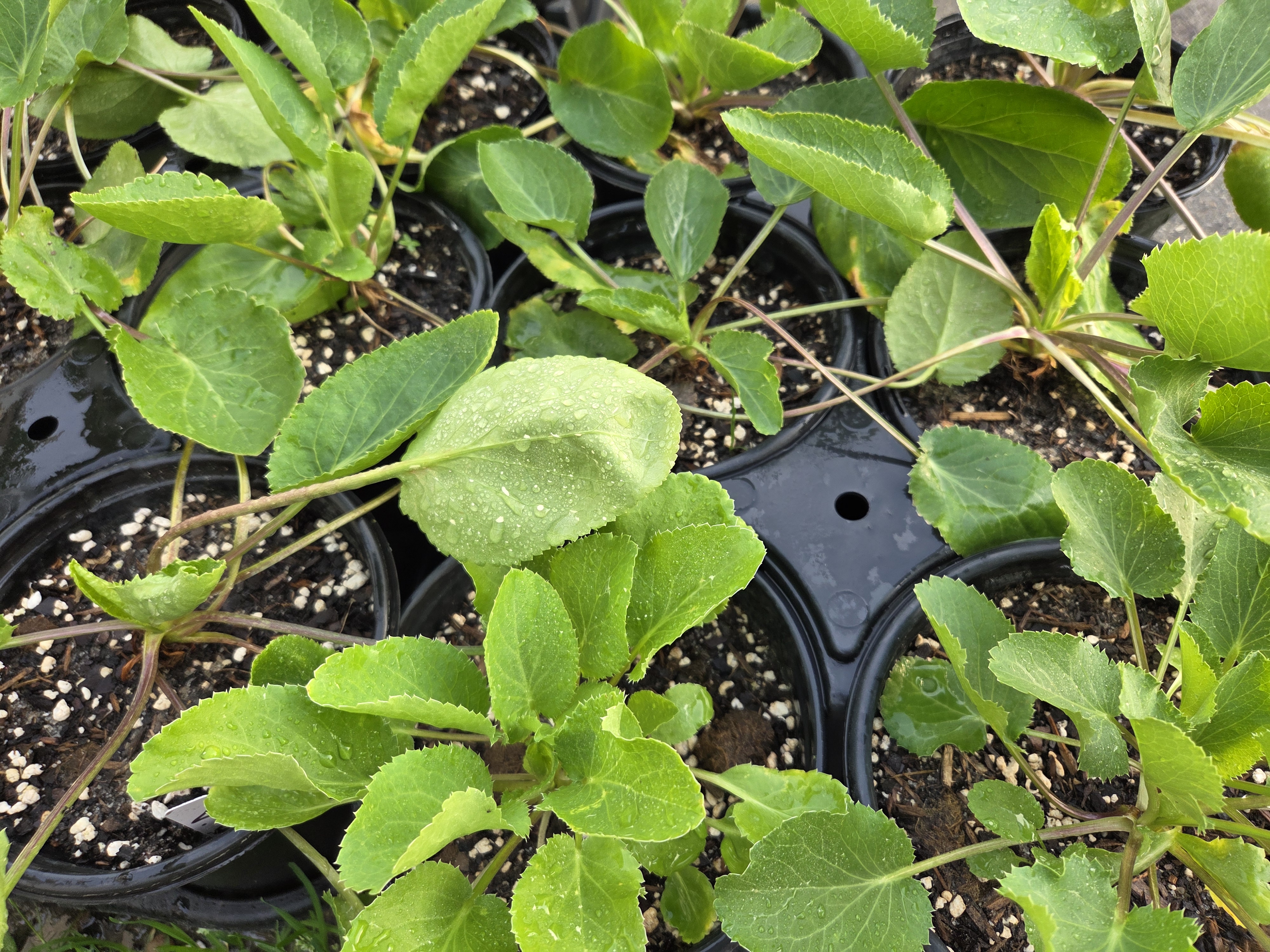 Veitch's Blue Globe Thistle