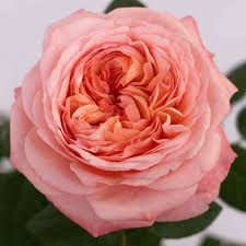 BRAND NEW for 2026 'Martha Stewart' Rose