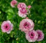 'Hera' Butterfly Ranunculus 1.5gal