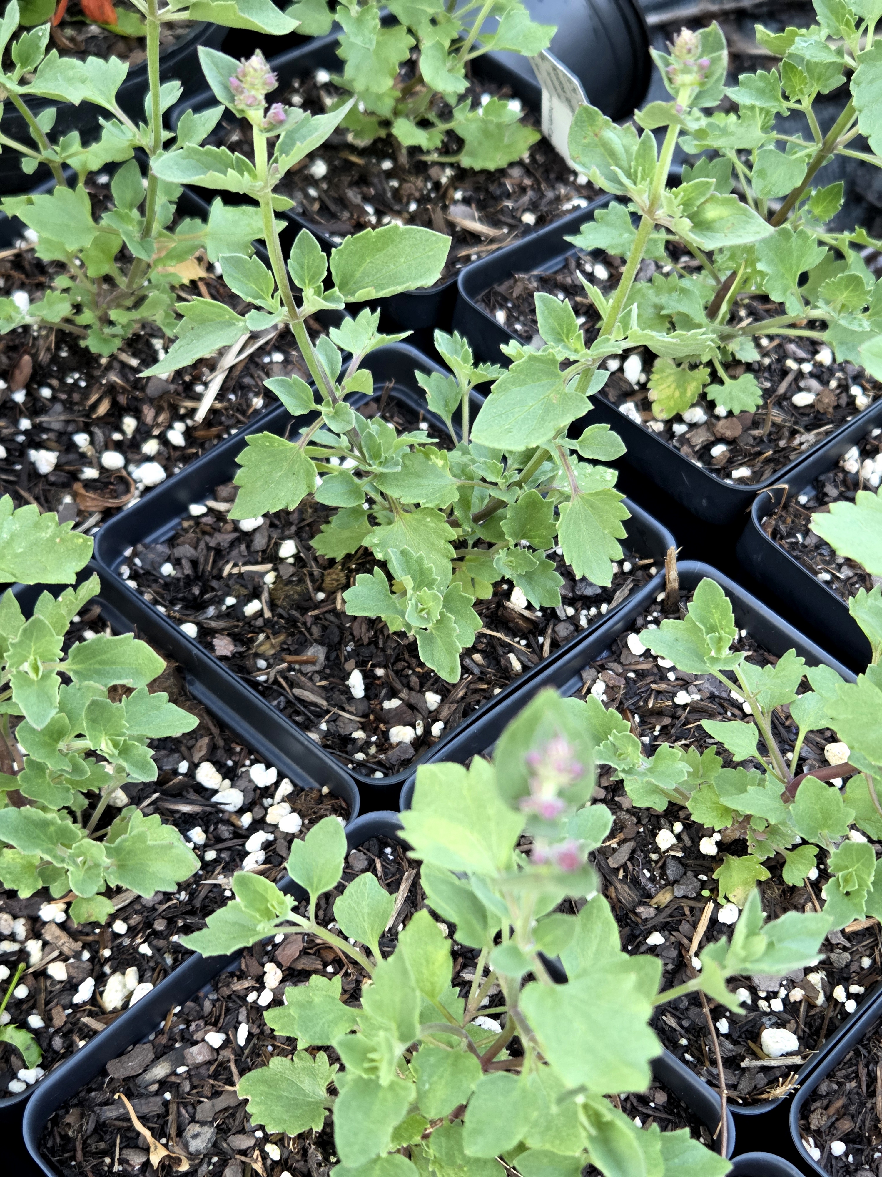 Agastache Kudos Ambrosia Hummingbird Mint 5"