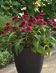 Double Scoop Watermelon Deluxe Coneflower 2yr plant 1 gal