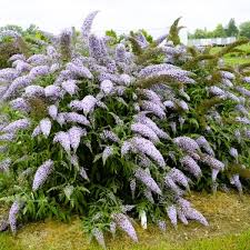 'Grand Cascade' Butterfly Bush 2nd year plants (2 & 3 gallon)
