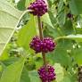 American Beautyberry 3gal