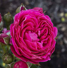 'Powerpuff Pink' Rose