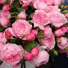 'Kiss Me Kate' Climbing Rose 3gallon