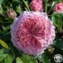'Ballgown Romantica' Rose