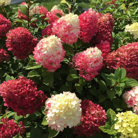Little Lime Punch Hydrangea 3gal