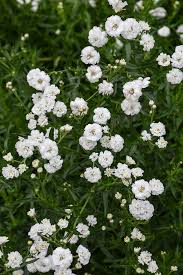 Marshmallow Yarrow 6"