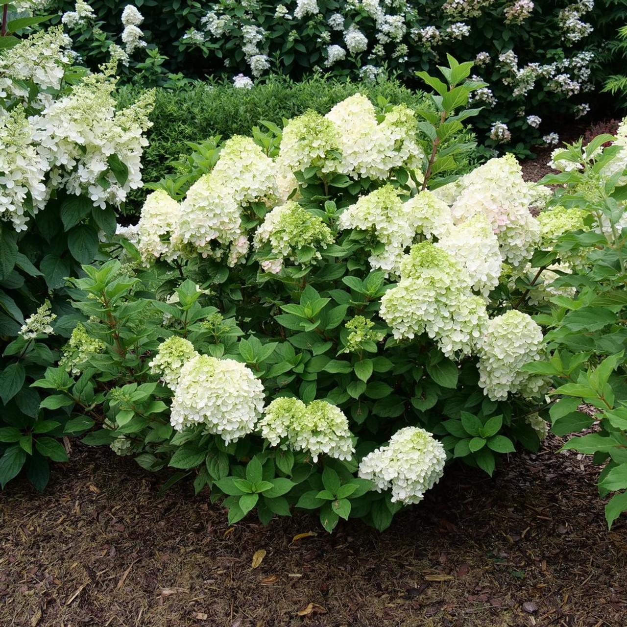 Little Lime Punch Hydrangea 3gal