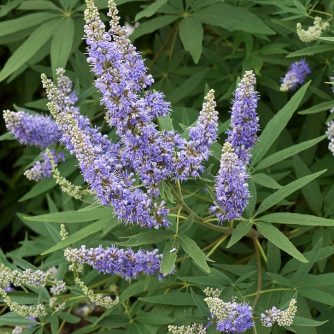 Chaste Tree "Texas Lilac" 3gal