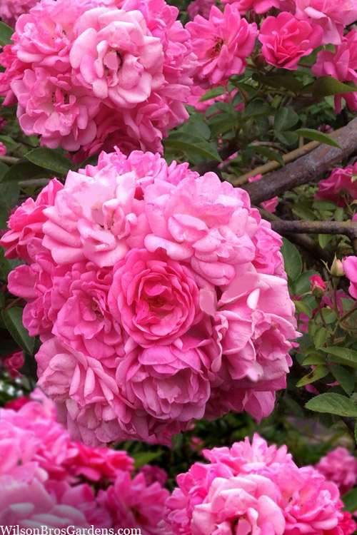 'Peggy Martin' Climbing Rose 10"/3 gal pot