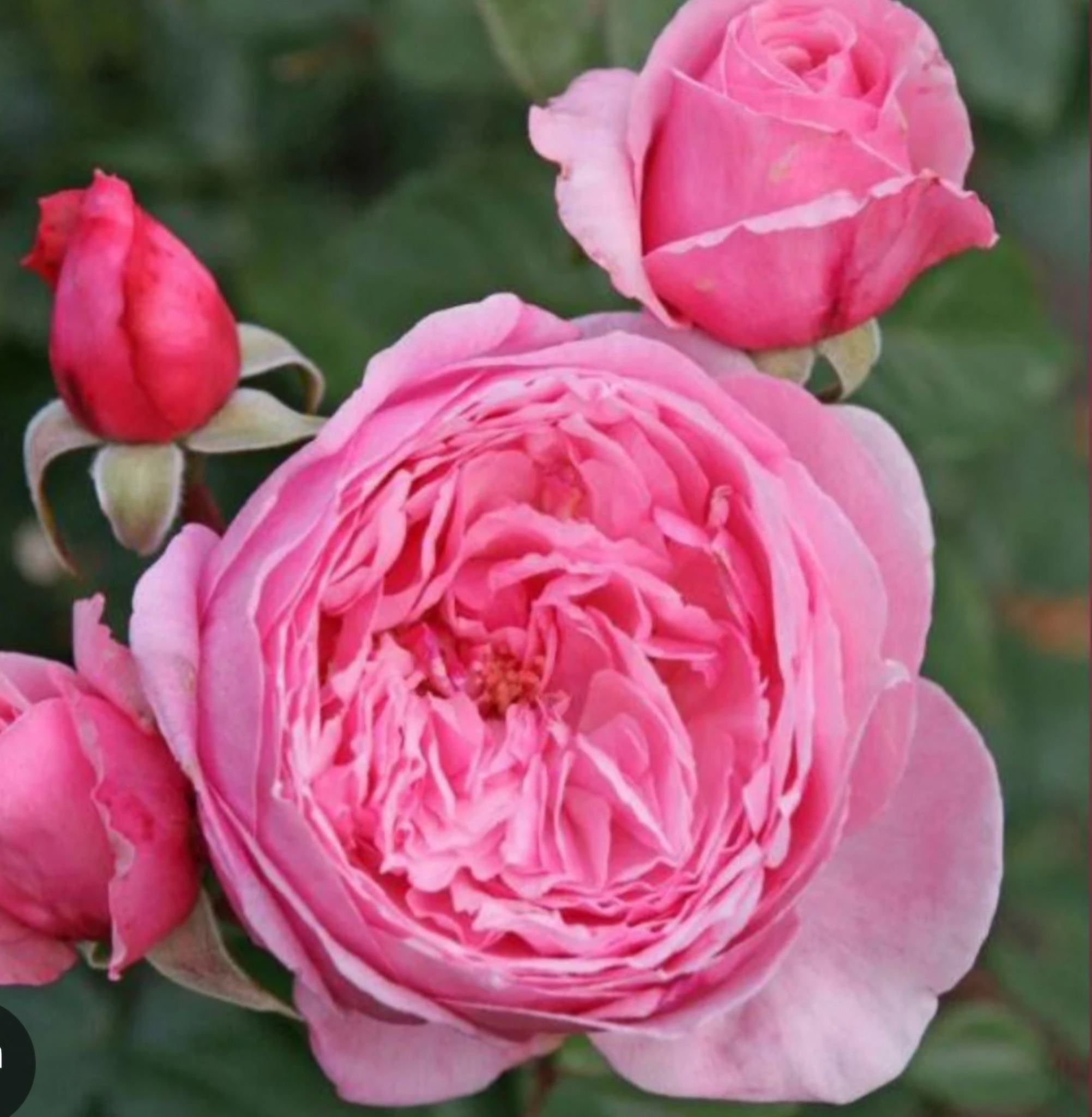 'Kiss Me Kate' Climbing Rose 3gallon