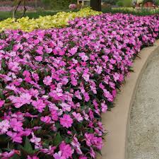 SunPatiens® Compact Blush Pink 4"