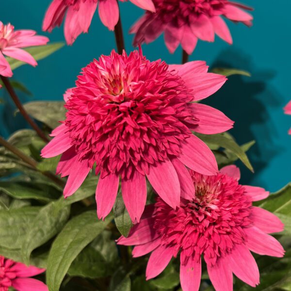 Double Scoop Watermelon Deluxe Coneflower 2yr plant 1 gal