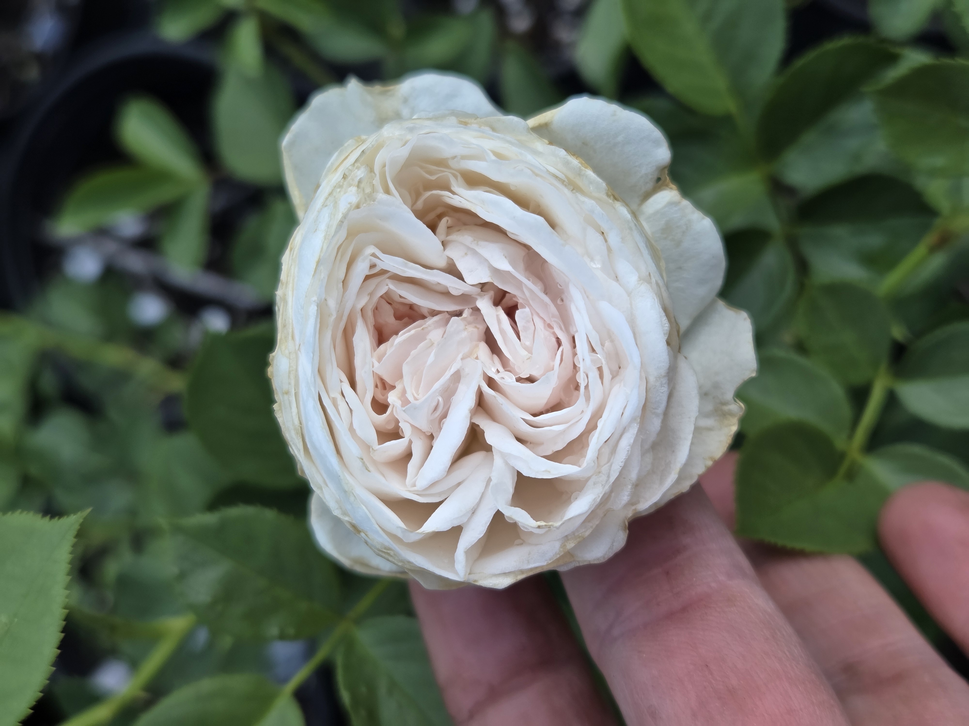 Gorgeous Mystery/Mislabeled Cream/White Garden Rose 3 gal 