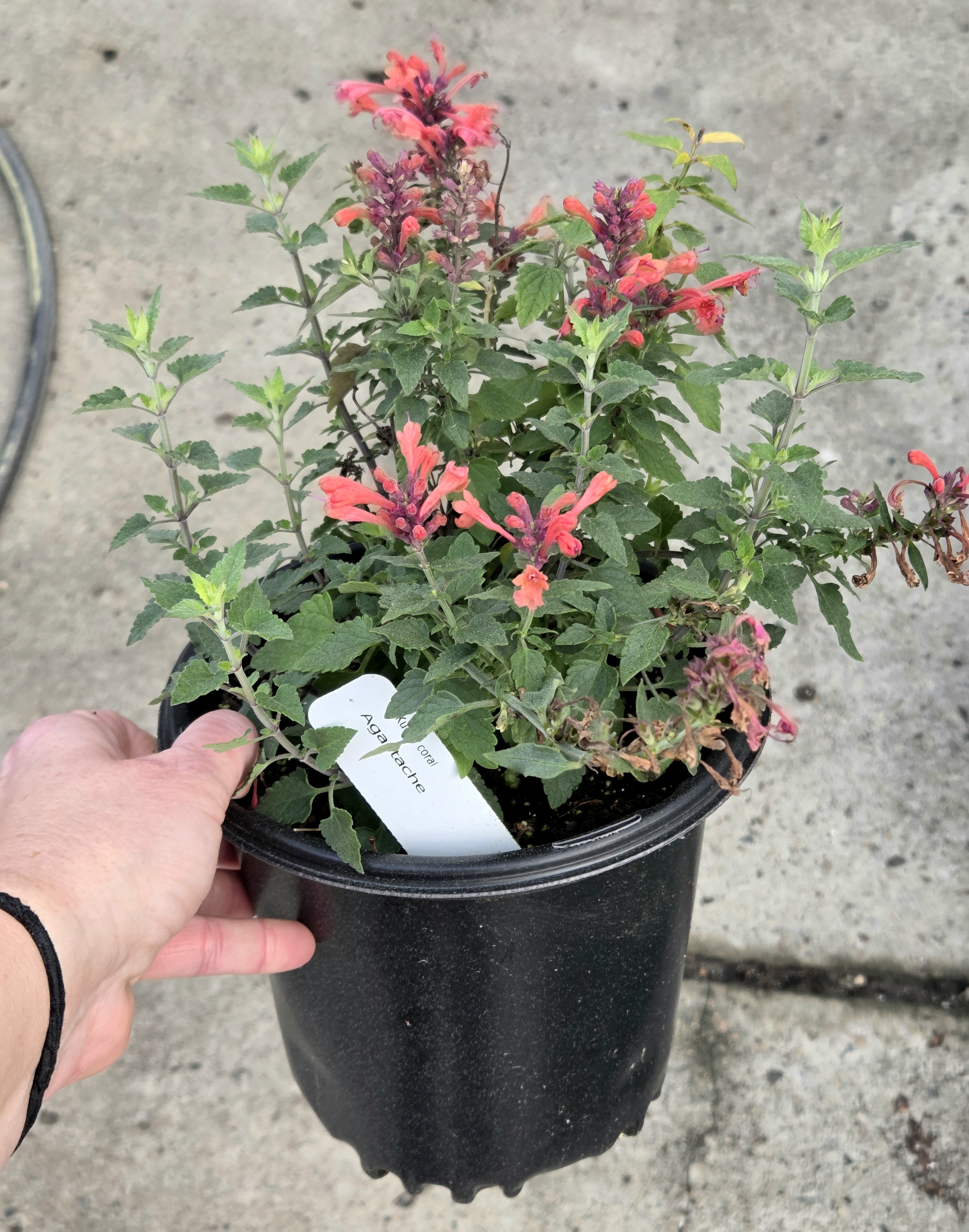 Agastache 'Kudos Coral' Hummingbird Mint 1 gal