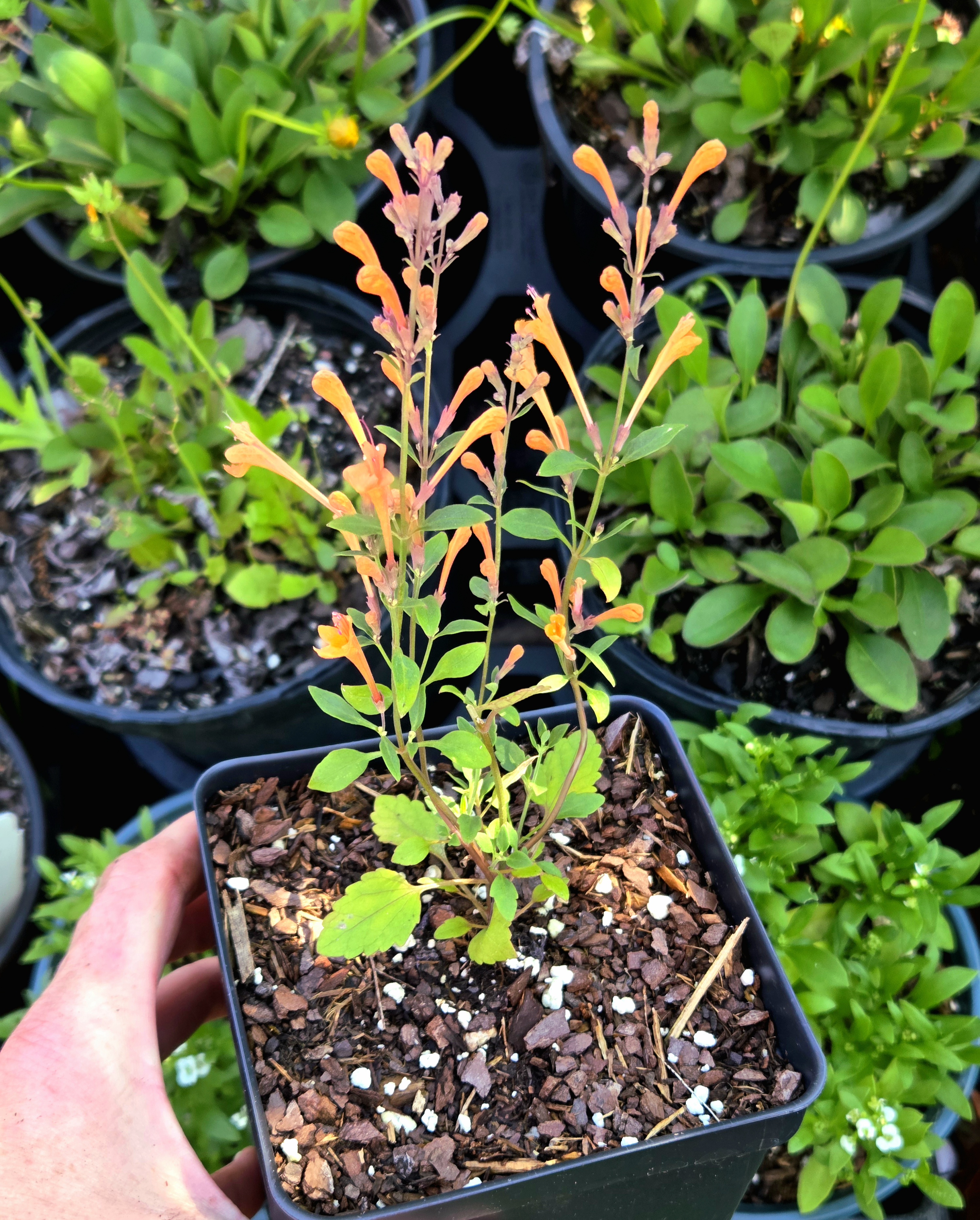 Agastache Kudos Mandarin (Hummingbird Mint) 5" pot