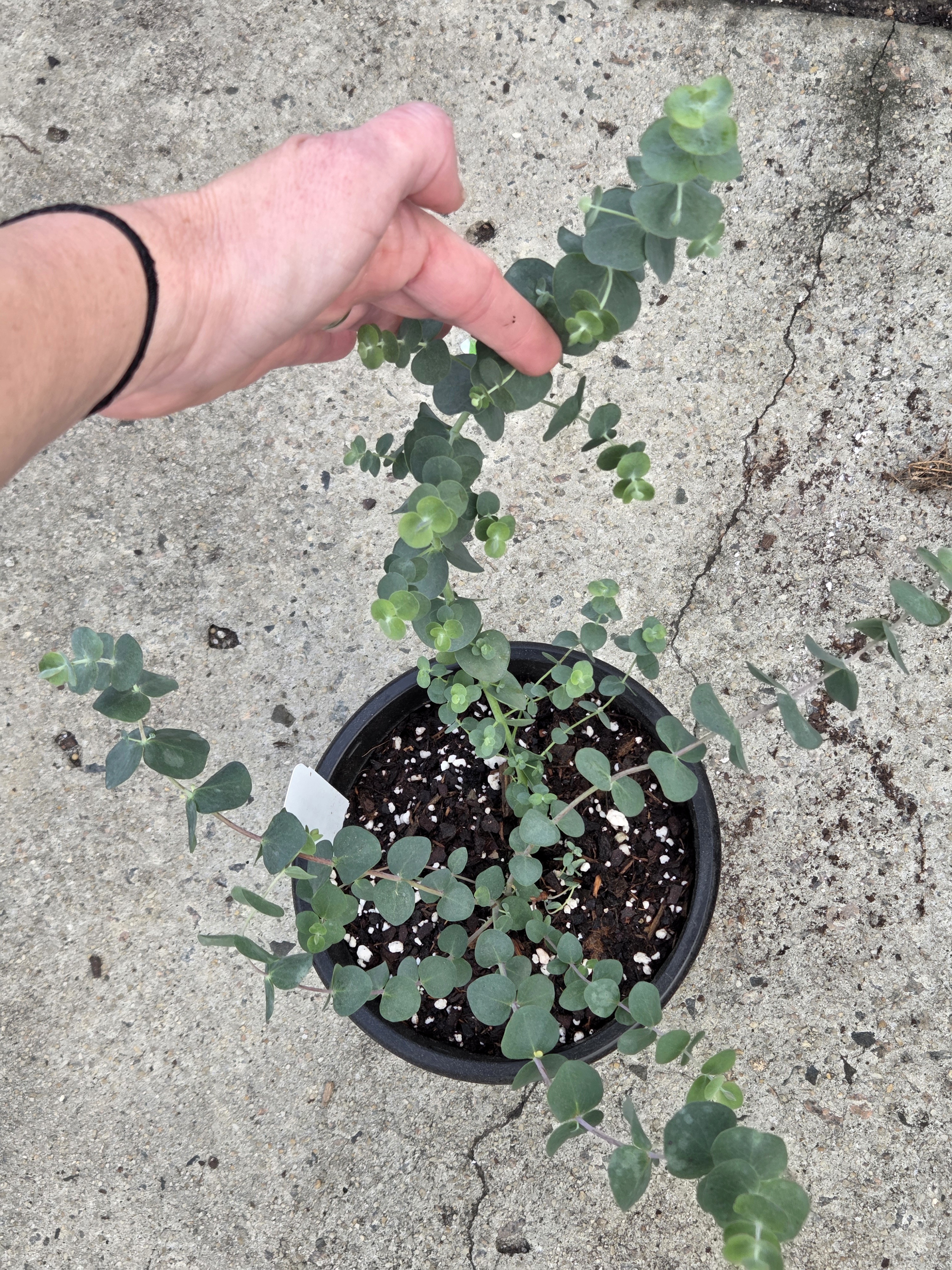 'Baby Blue' Eucalyptus 1gal 