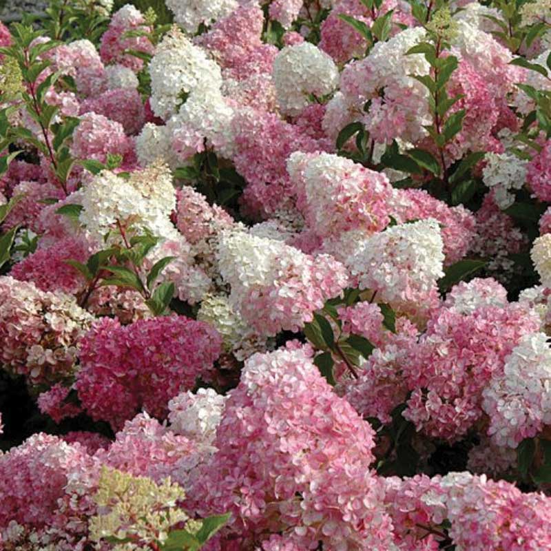 Strawberry Vanilla Hydrangea 3gal