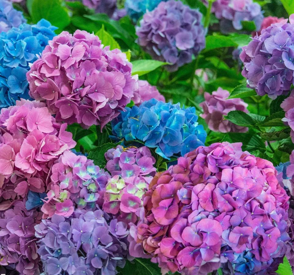 LA Dreamin'  Hydrangea (3 gal pot)