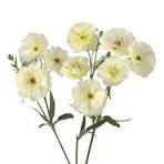 'Ninos' Butterfly Ranunculus 1.5gal