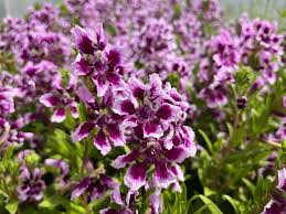 Sweet Talk Lavender Splash (1 gal pot)