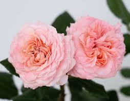 BRAND NEW for 2026 'Martha Stewart' Rose