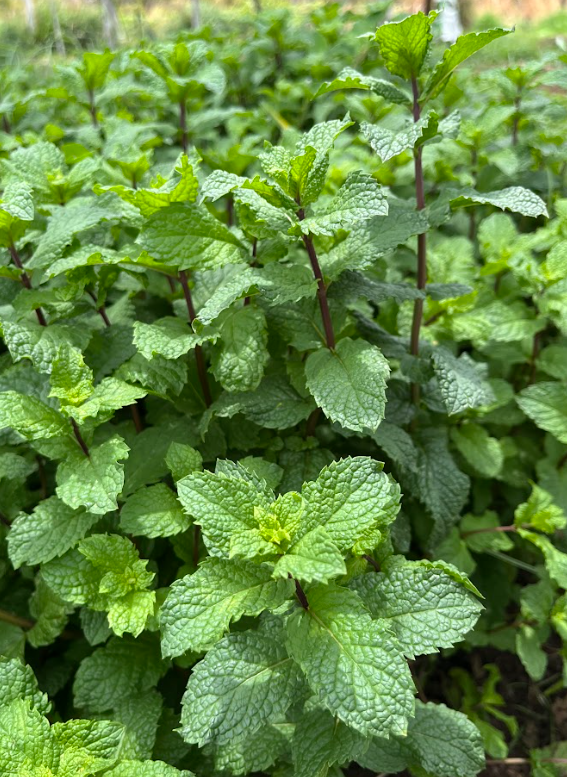 Hortelã 🍃