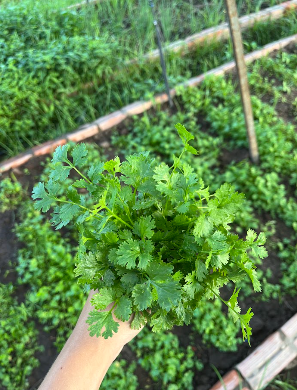 Coentro 🌿