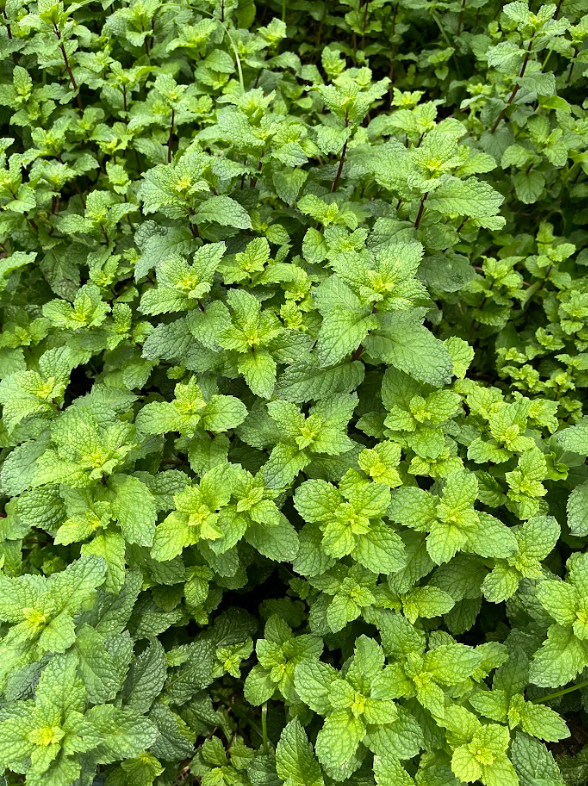 Hortelã 🍃