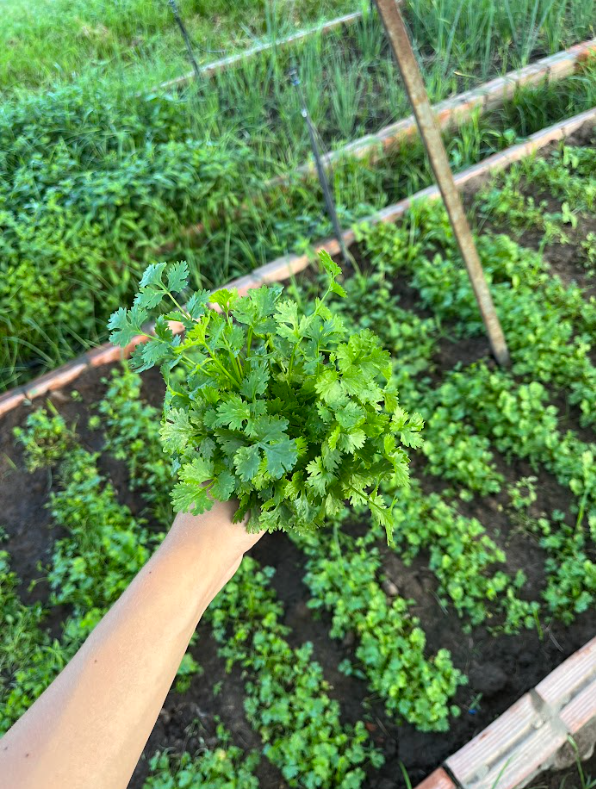 Coentro 🌿