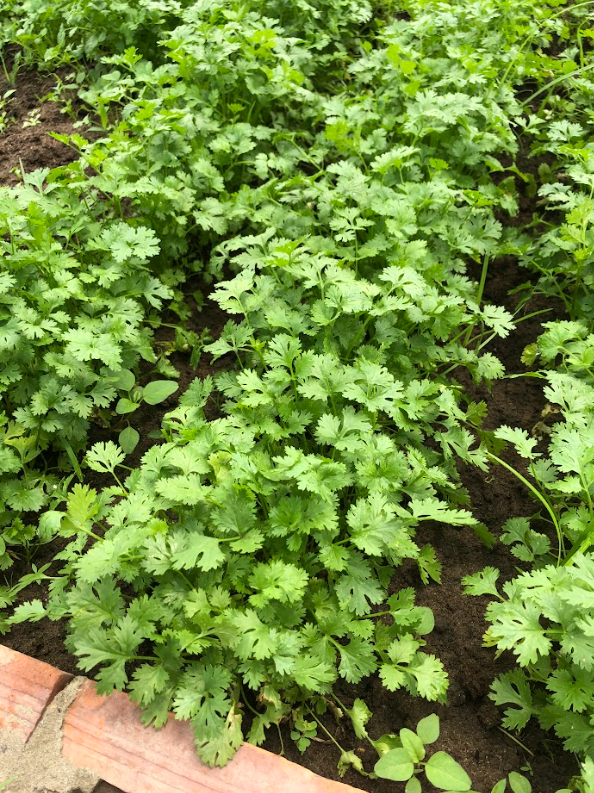 Coentro 🌿