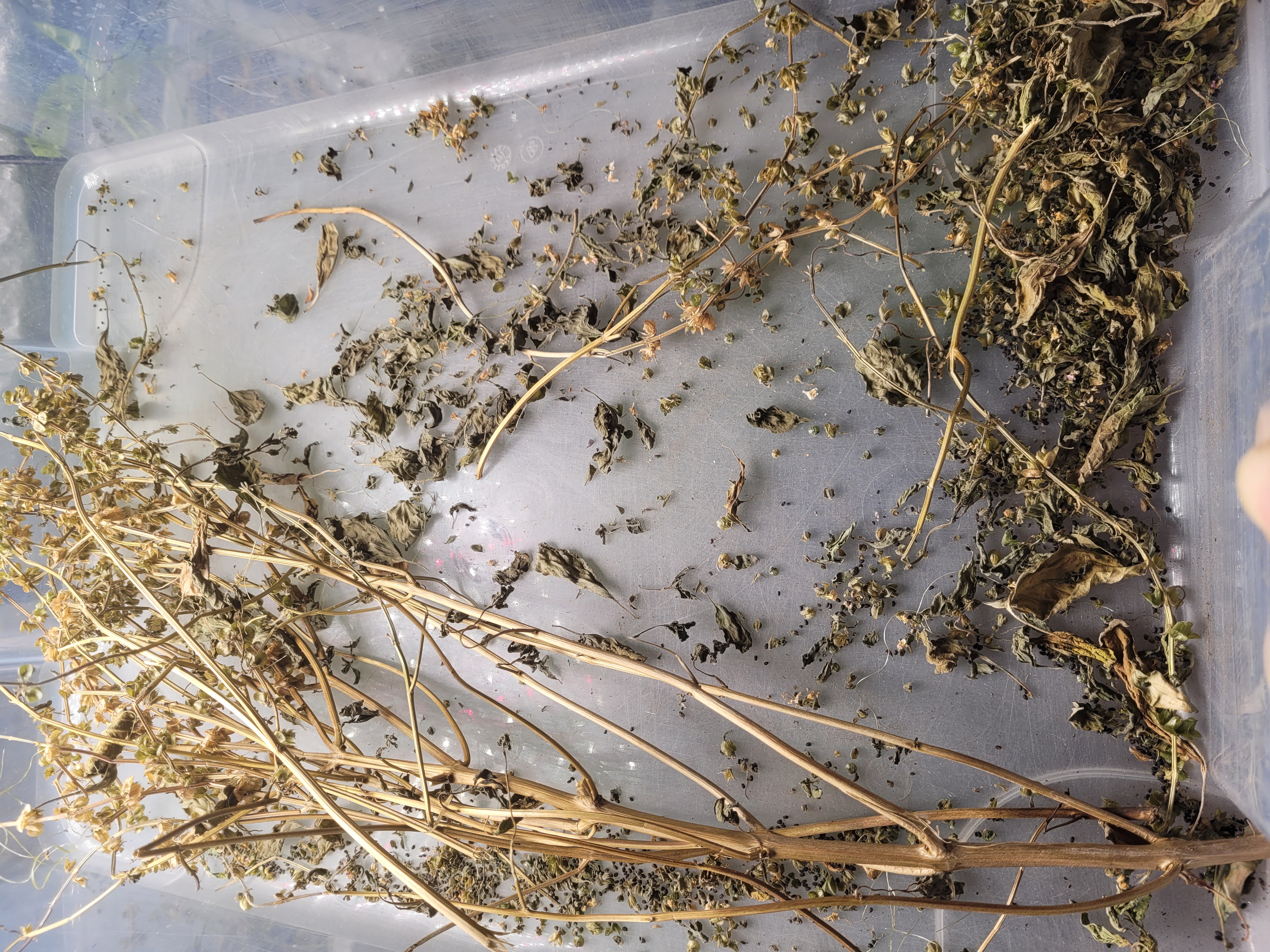 Graines de basilic thaï - Plant issu d'une bifurcation à deux tiges principales. G01