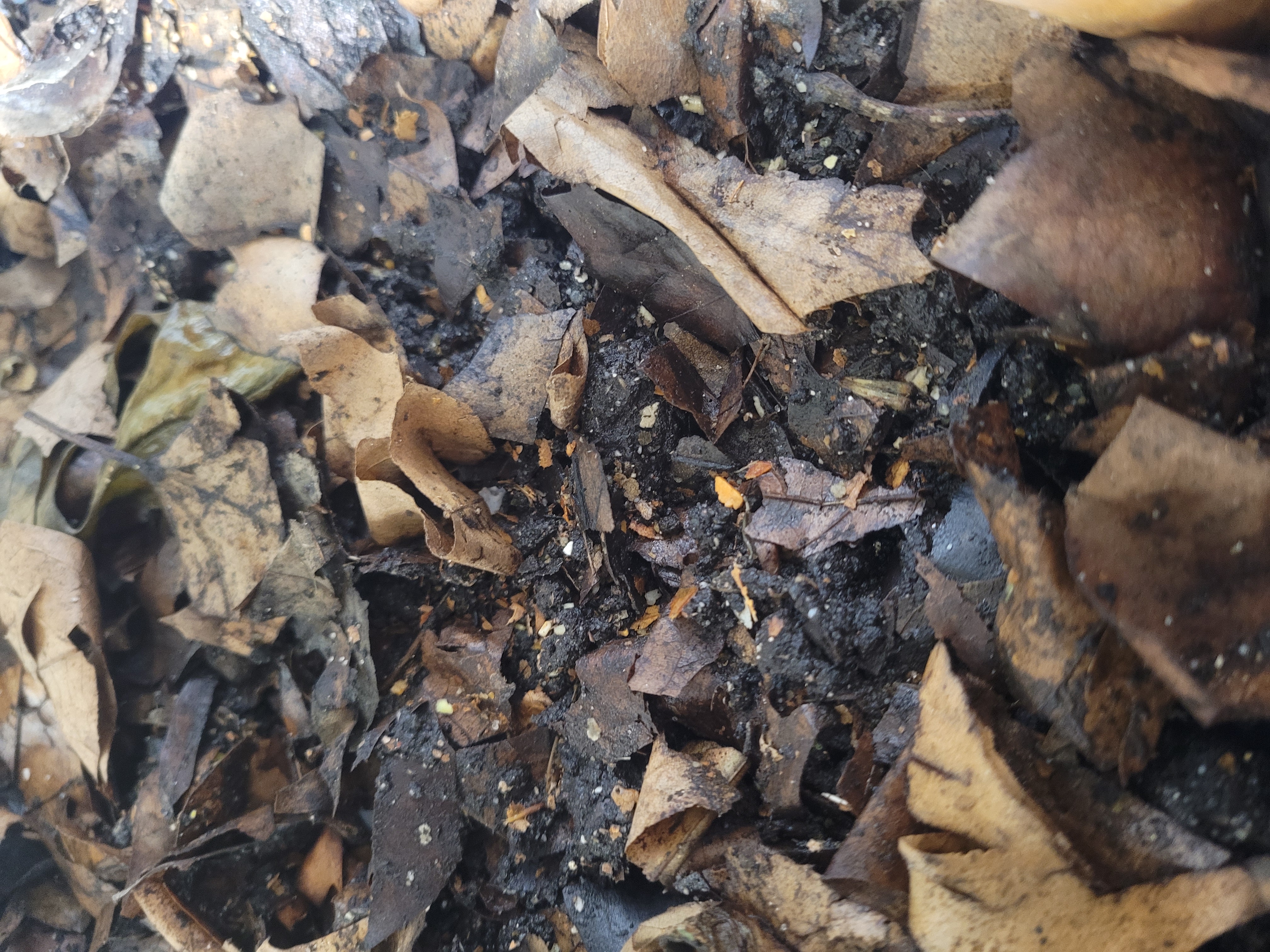 Base organique pour compost maison