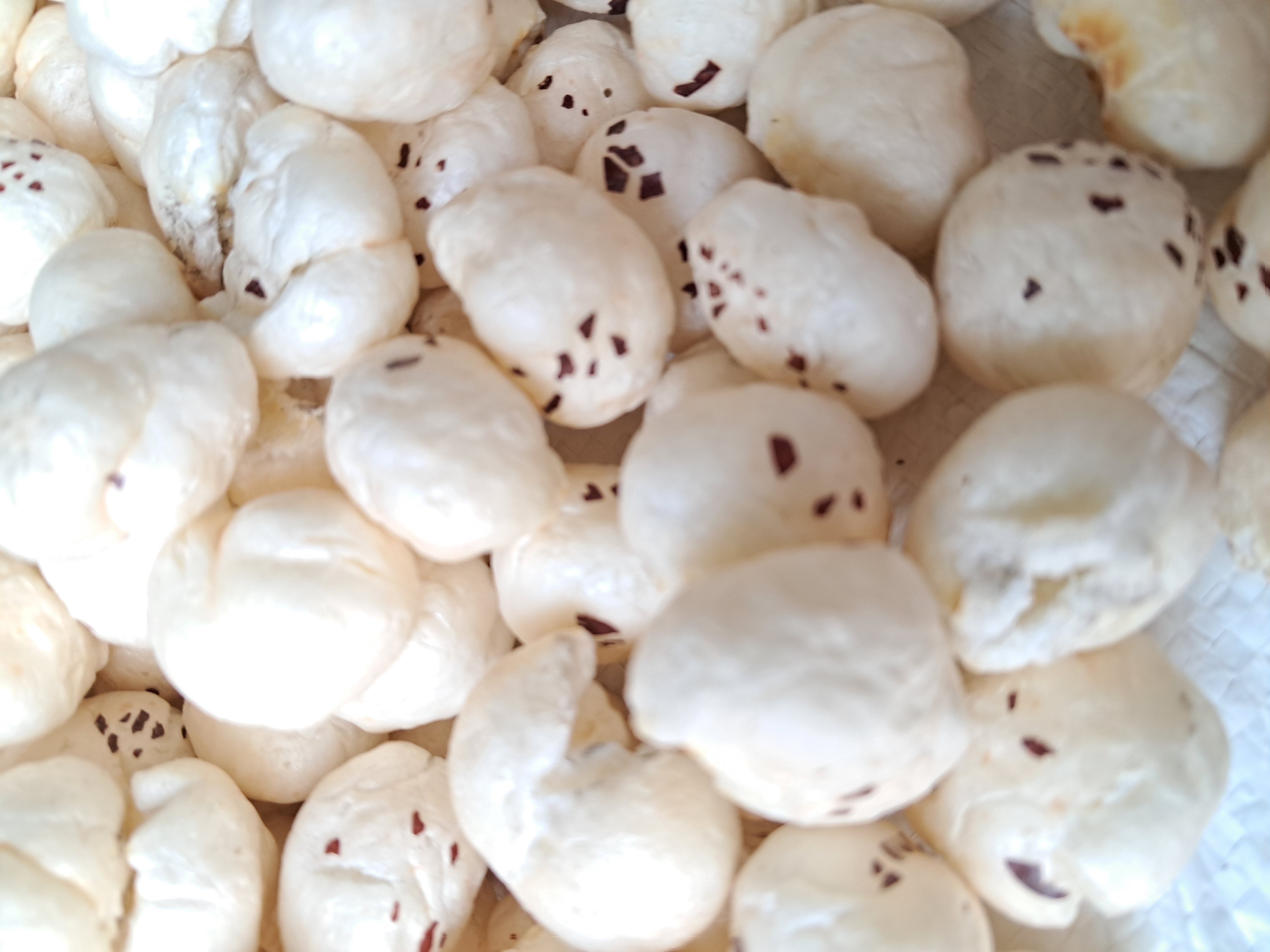 7 Suta Jumbo Makhana 