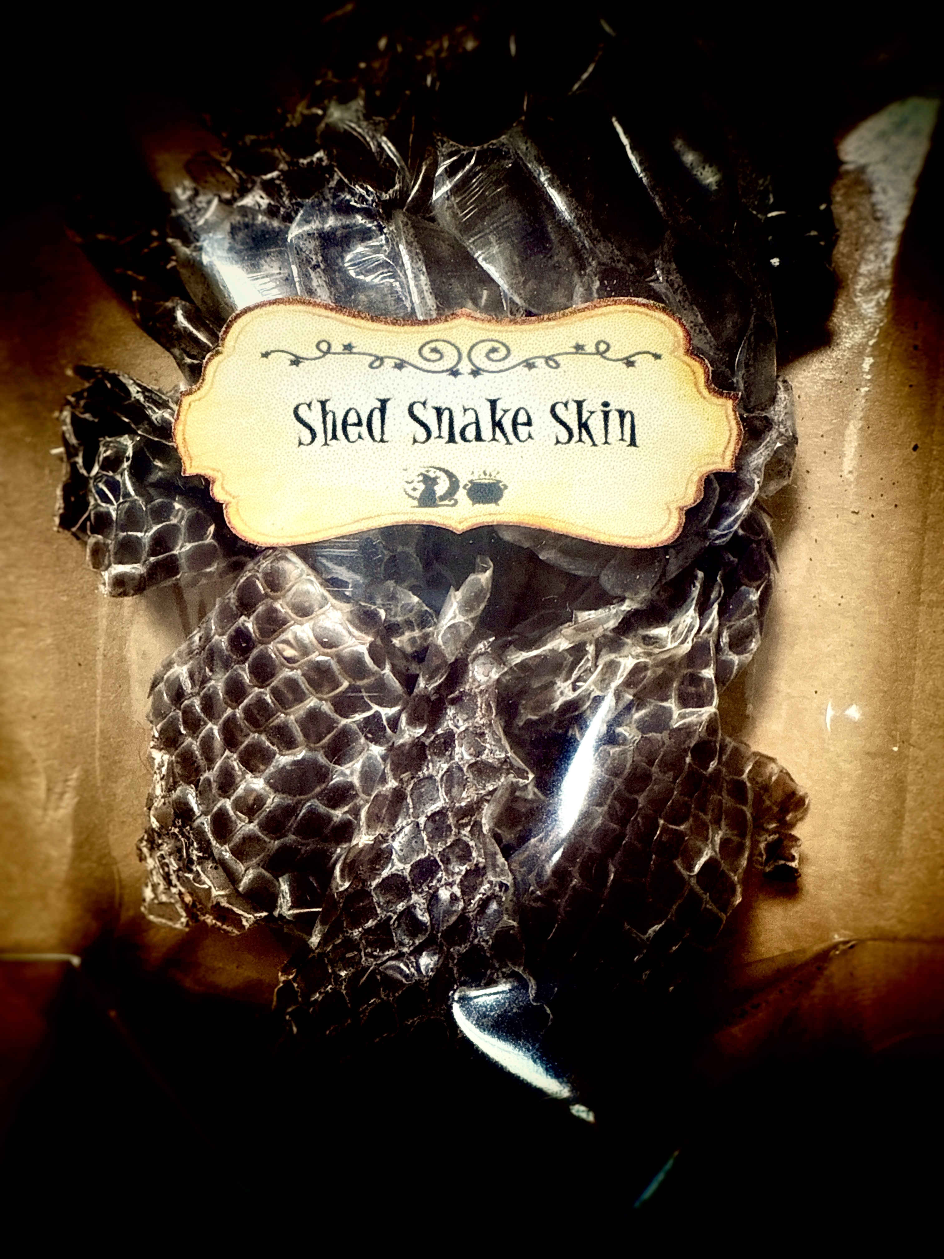 Shed Snake skin