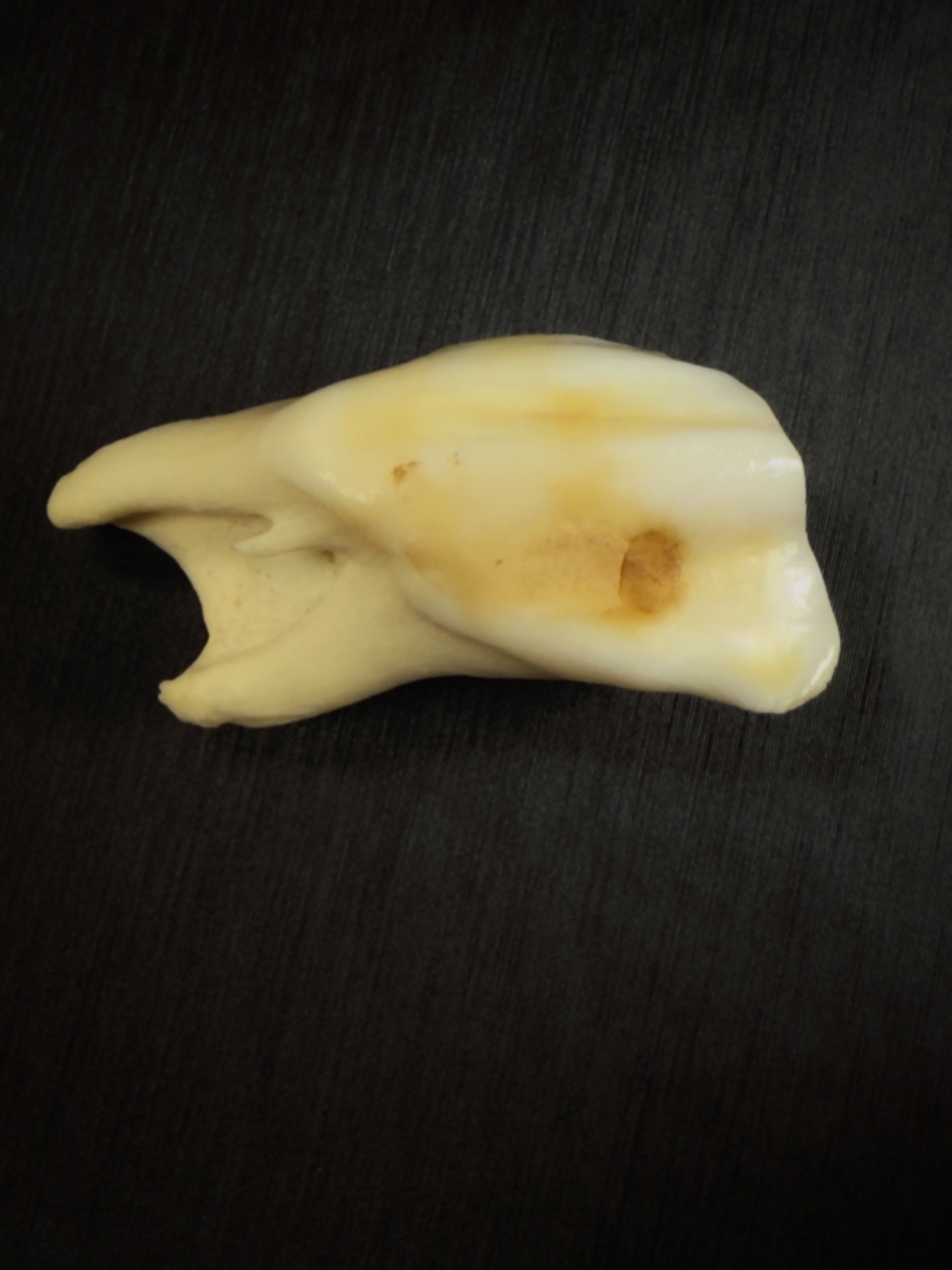 Horse Tooth