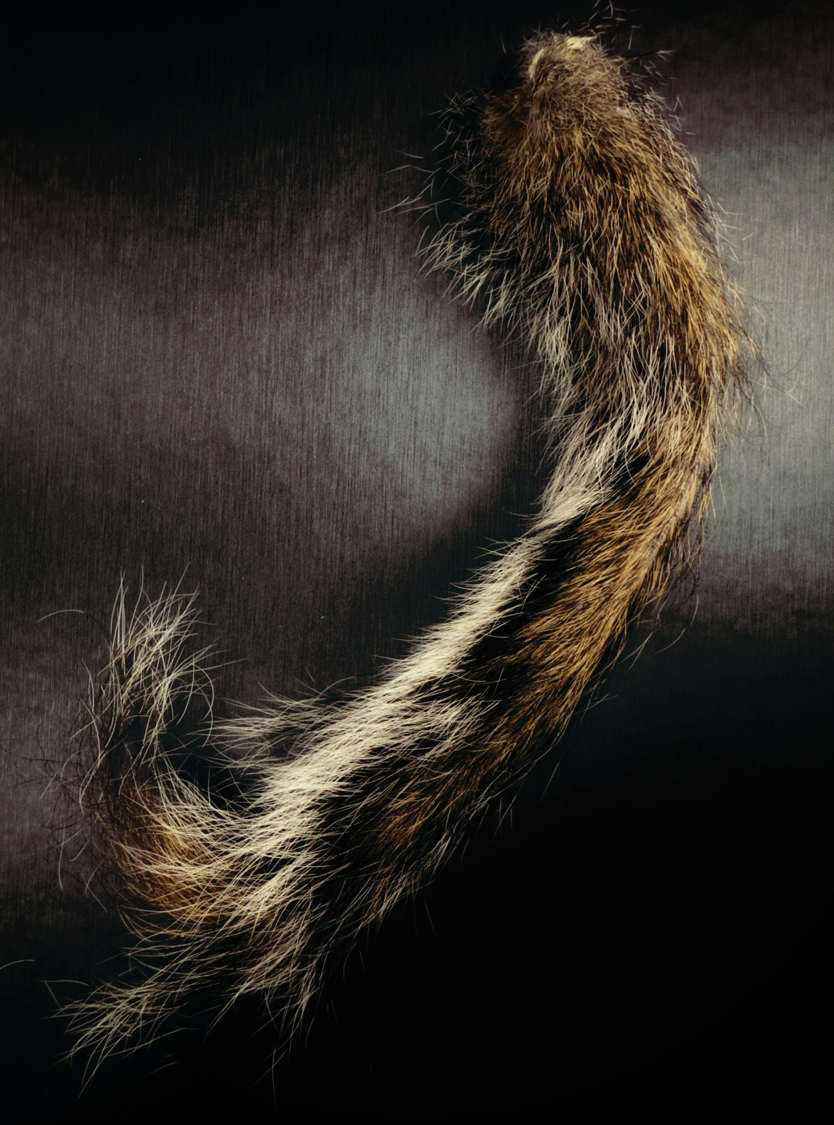 Squirrel Tail