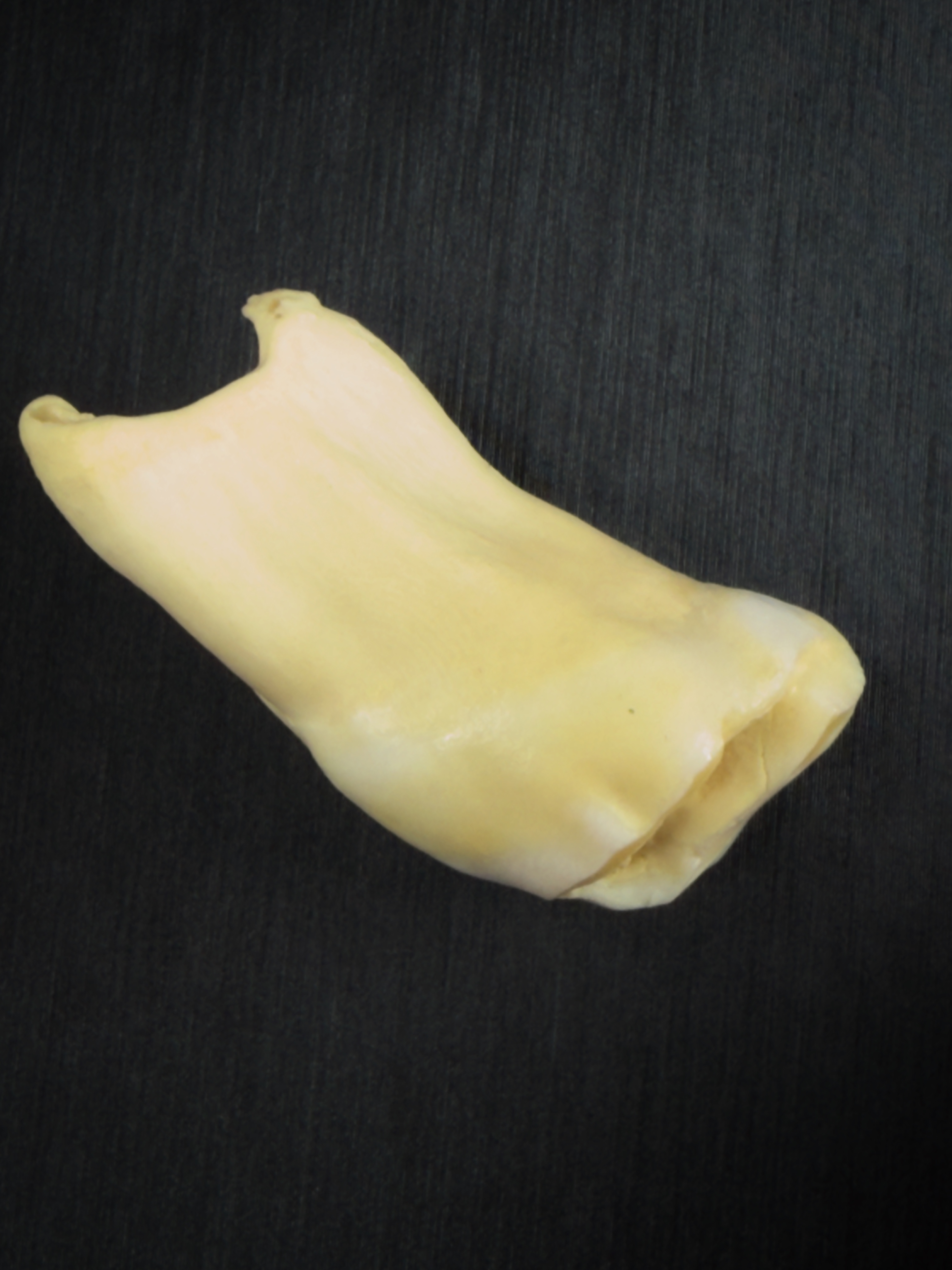 Horse Tooth
