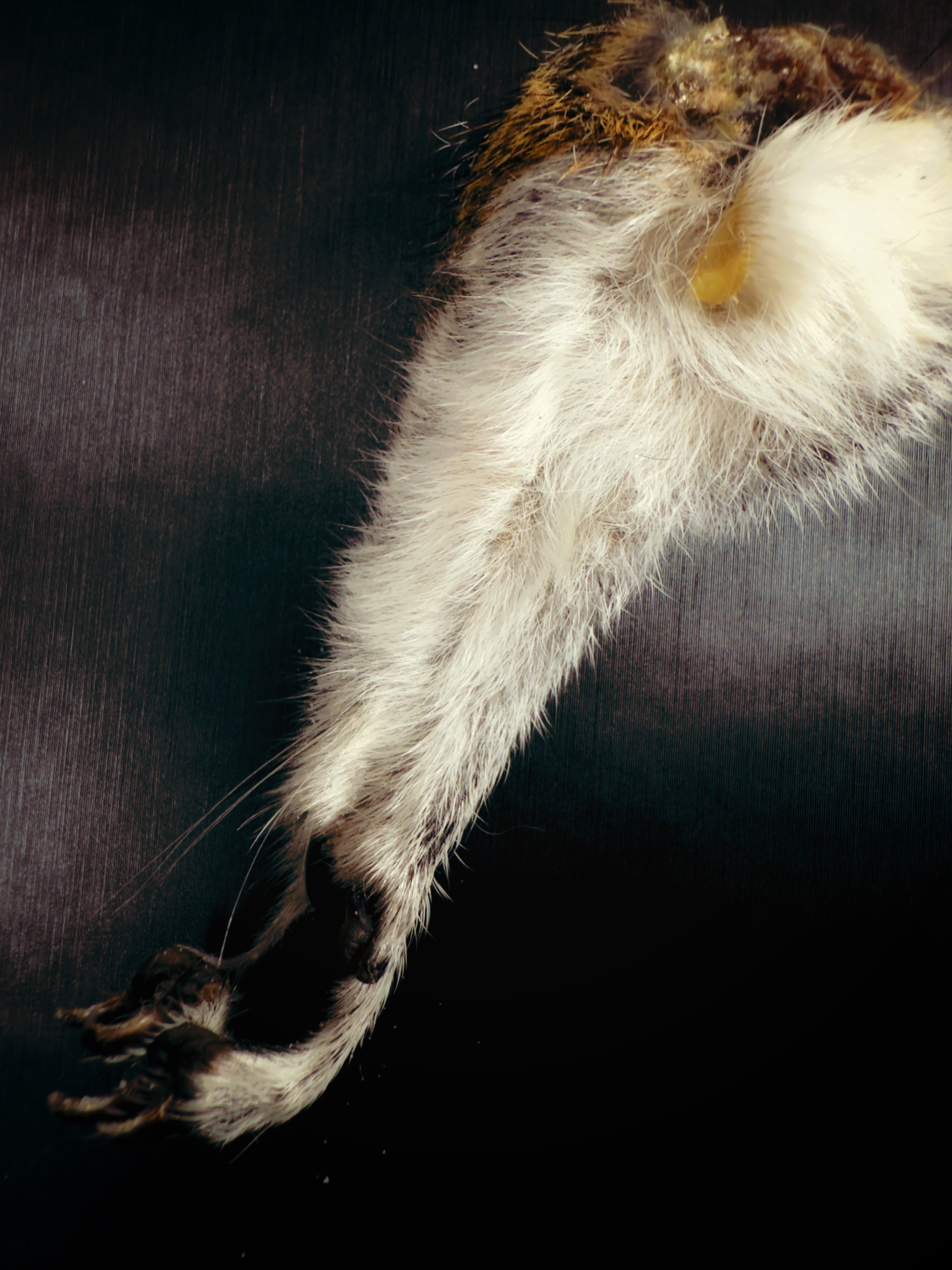 Squirrels Leg