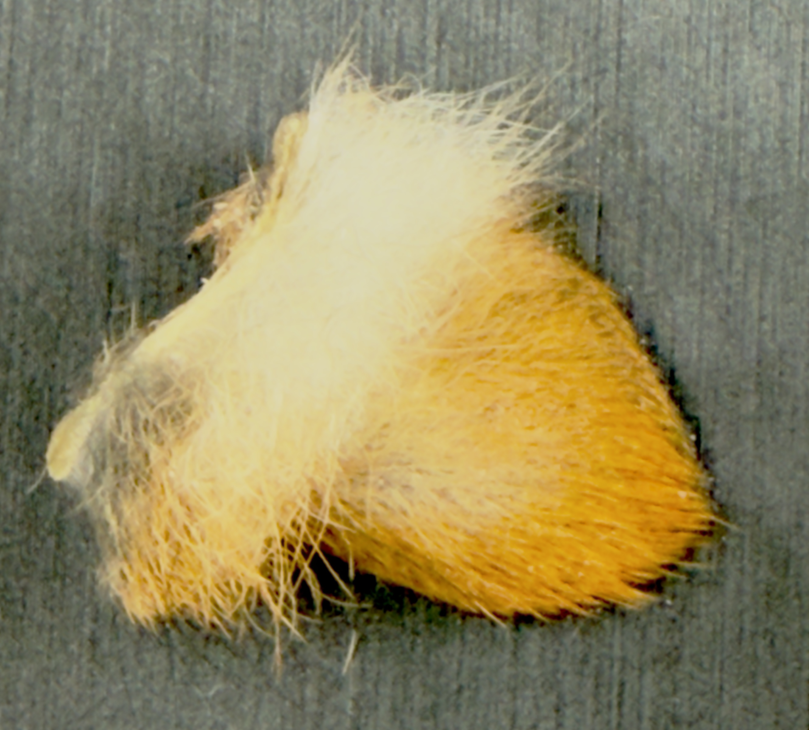 Squirrel Ear