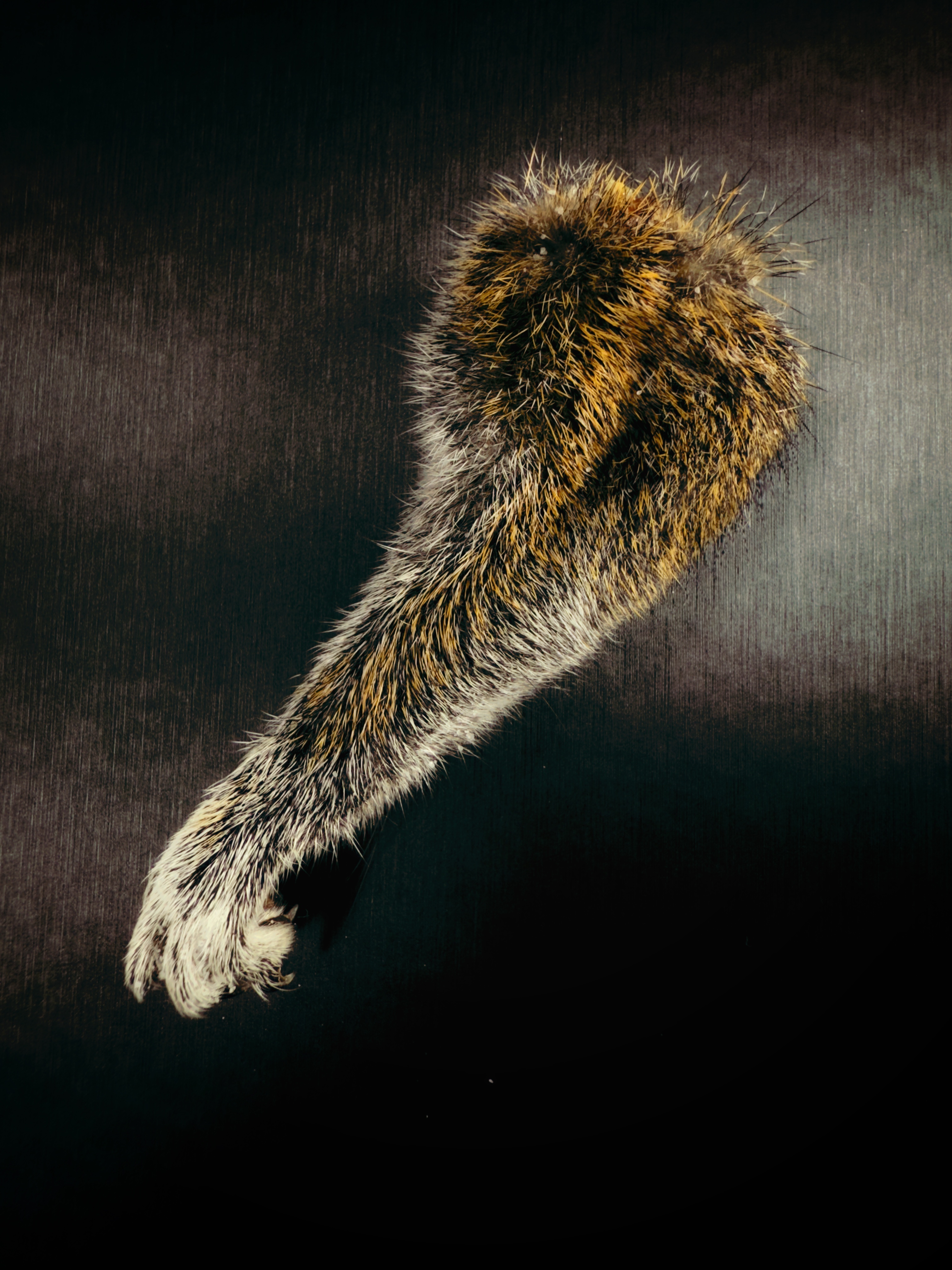 Squirrels Leg