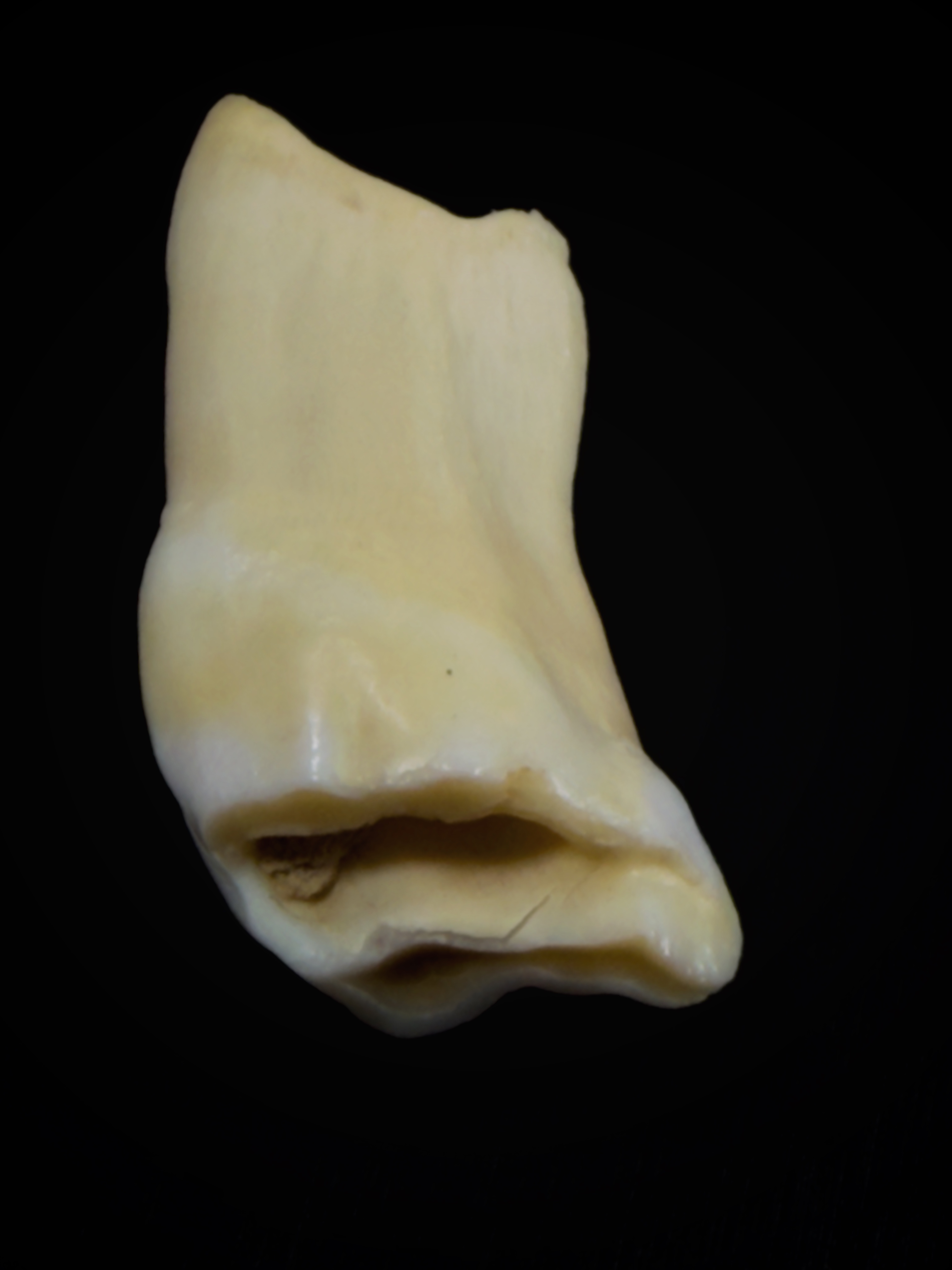 Horse Tooth
