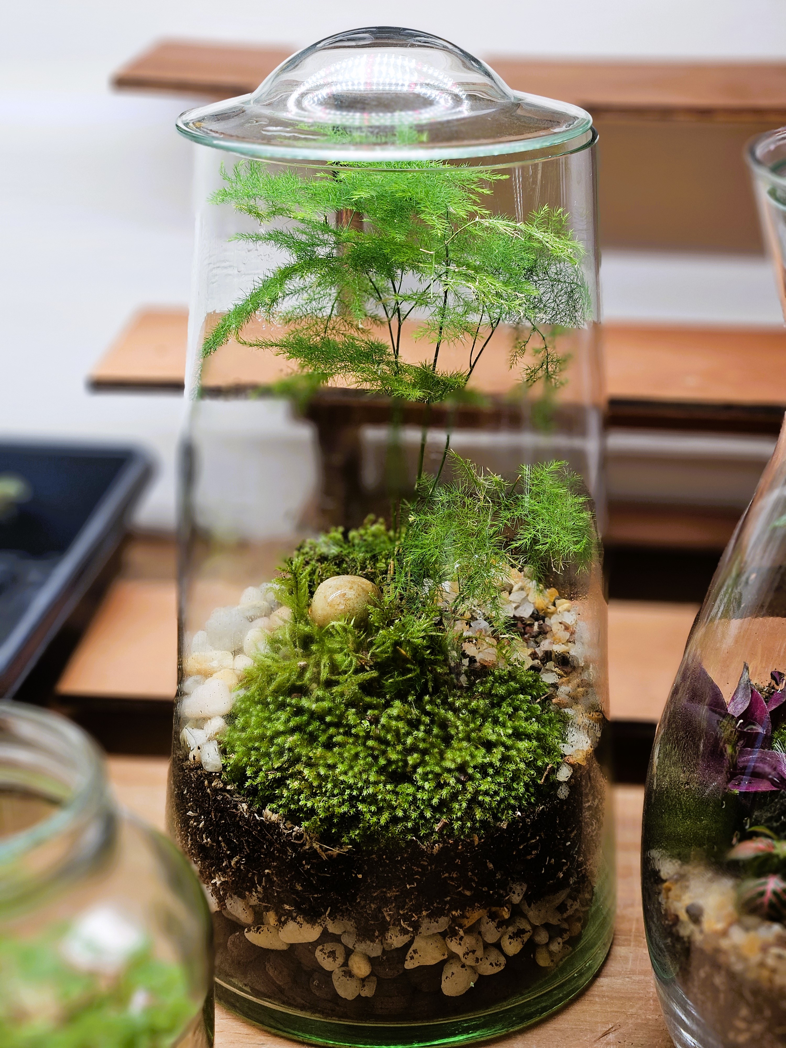 Closed Terrariums