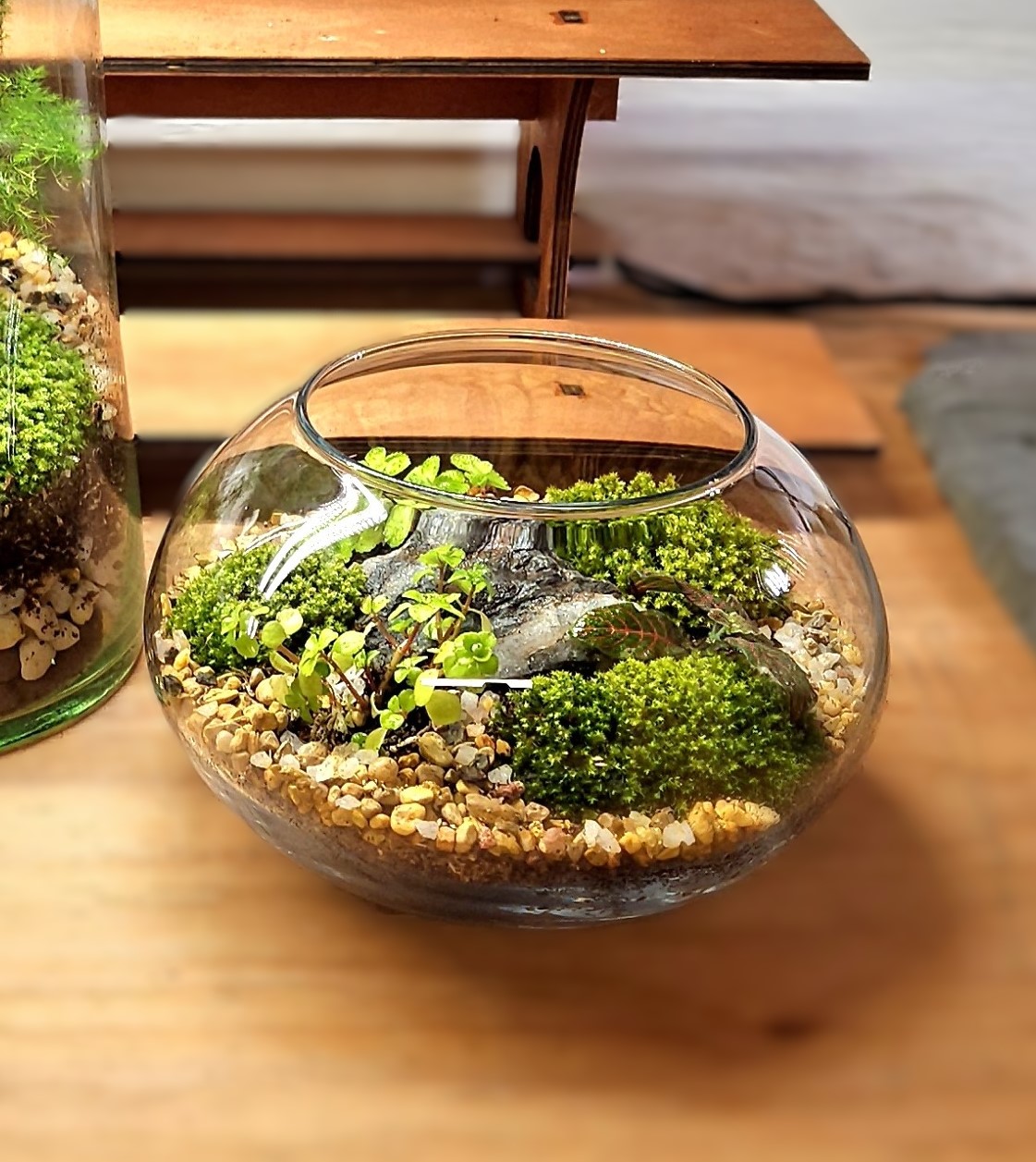 Closed Terrariums